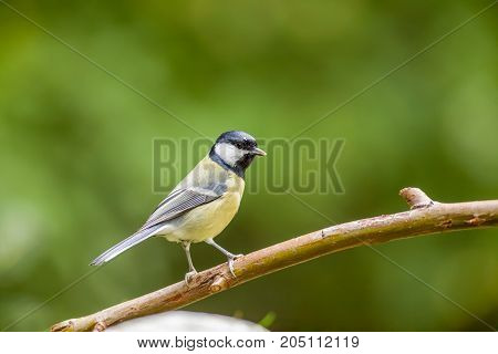 In nature on a stick there is a coal tit