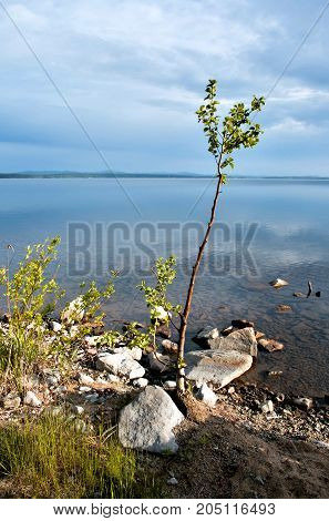 Lonely Young Tree On The Shore Of The Lake