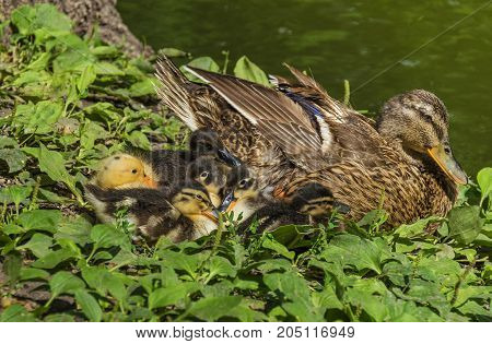 duck family on green grass by the lake