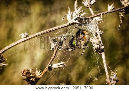 bright predatory spider wove the trap of a beautiful and fantastic wildlife world