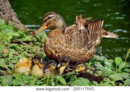 duck family on green grass by the lake