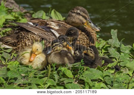 duck family on green grass by the lake