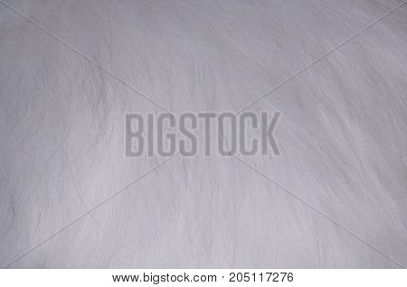white fur texture full background made of cat fur