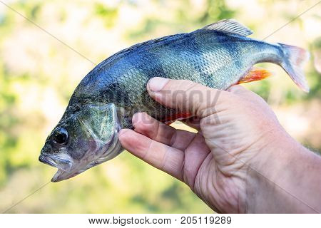 River perch with an open mouth in the hands of the angler