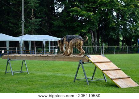Rescue Dog Training With Airdale Terrier
