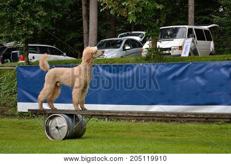 Poodle Goes Over Obstacle