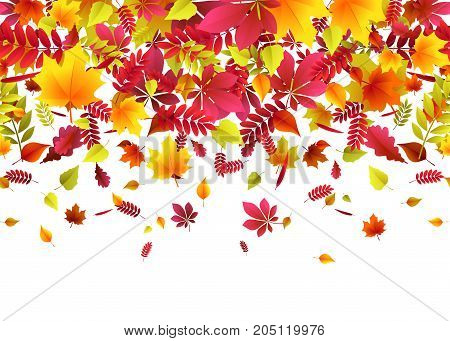 Vector illustration of autumn border background with falling multi colored oak, rowan, maple, birch, willow, chestnut, ash leaves like leaf fall in bright flat style isolated on white background