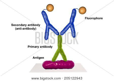 Indirect immunofluorescent reaction RIF, 3D illustration. RIF is immunological reaction used in diagnostics of different infectious diseases