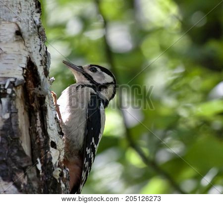woodpecker sits on a tree and looking for food, surroundings of lake Uvildy, South Urals