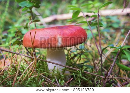 On The Photo You Can See Red Russula Alone