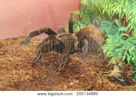 Tarantula Spider Brachypelma Albopilosum