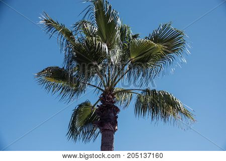 Close up palm tree in cala dor