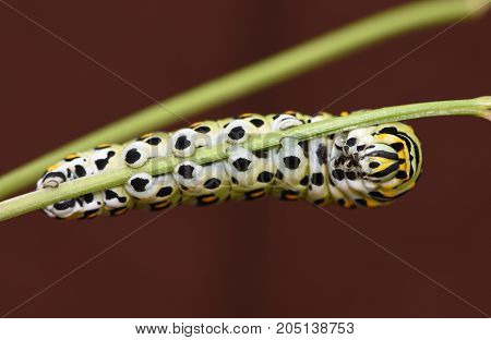 Underside of a Black Swallowtail Butterfly caterpillar also called Papilio Polyxens, clinging to a parsley stem.