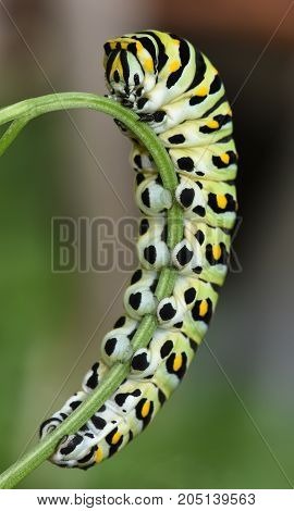 Papilio Polyxens or the Black Swallowtail Butterfly caterpillar on a green parsley stalk.