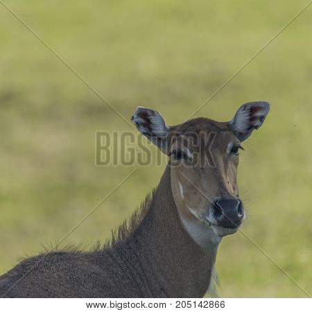 Boselaphus tragocamelus with long head in green grass on meadow