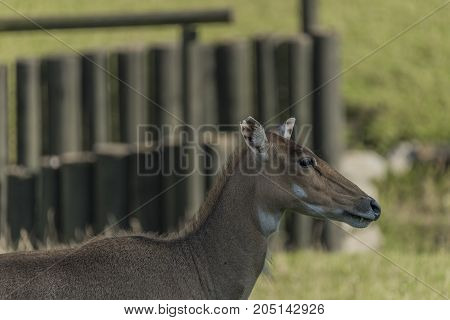 Boselaphus tragocamelus with long head in green grass on meadow