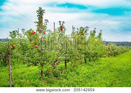 Topaz apple trees with fruits in a garden after rain. Species: Malus domestica One of the best modern disease-resistant varieties fairly sharp flavour