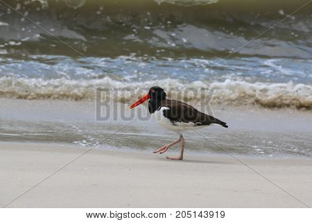 An oyster catcher walking along a beach.