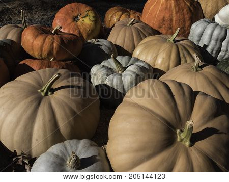 horizontal view of a pile of many different colored pumpkins in the late afternoon sun