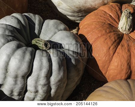 White and orange pumpkins in the late afternoon sun