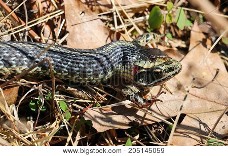 A snake eating a frog on the pond edge.