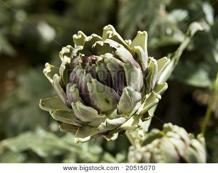 Artichoke Flower
