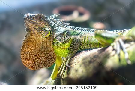 Giant iguana portrait is resting in the zoo. This is the residual dinosaur reptile that needs to be preserved in the natural world