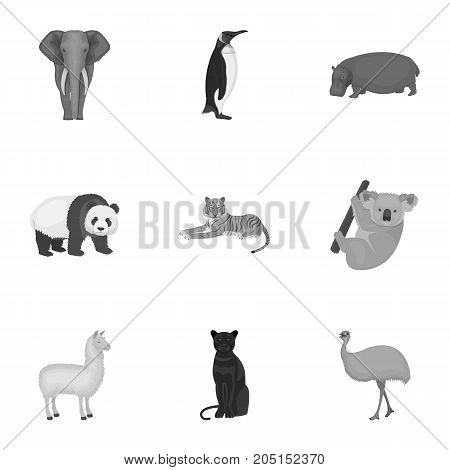 Ostrich emu, crocodile, giraffe, tiger, penguin and other wild animals. Artiodactyla, mammalian predators and animals set collection icons in monochrome style vector symbol stock illustration .