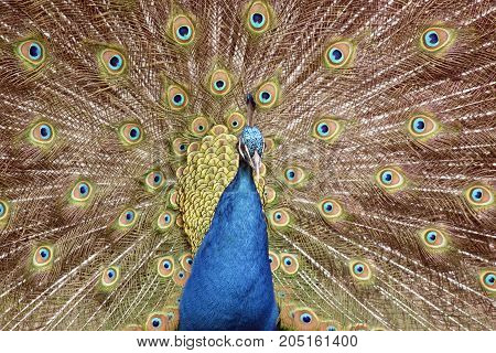 the male peacock is displaying all his tail featers trying to attract a mate