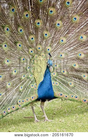 the male peacock is displaying all his tail featers trying to attract a mate