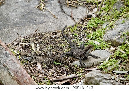 the two water dragon lizards is hard to find because of his natural camouflage