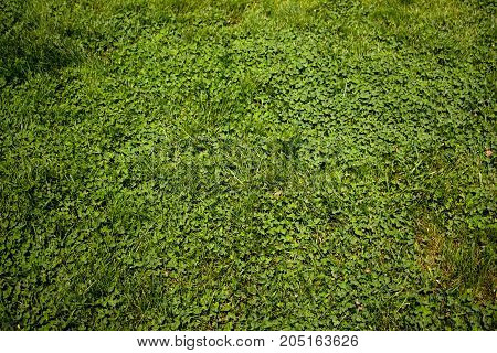 Green small flowers on a meadow in early summer
