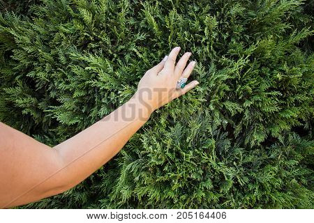 Female hand touches green petals feeling life