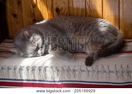 The gray cat sleeps on a chest. The rural house a chest is covered with a self-made doormat the cat is lit with the sun