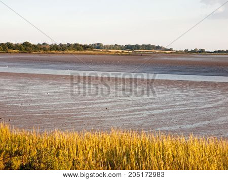 Landscape Of Mud Flats In Essex With River Tide Out No People