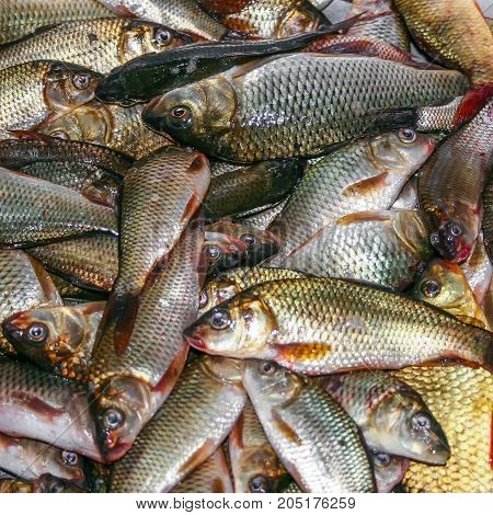 Foodbackground of carp fish ordinary, Carassius carassius, fresh close-up. Background. Texture
