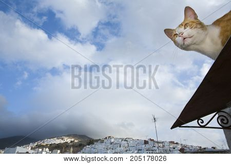 Street cat on the roof over the blue sky of Tetuan Morocco