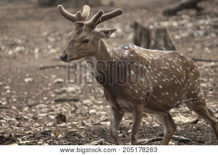 brown polka dot deer in the park