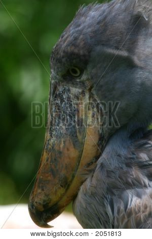 Cipő Bill, Bog madár