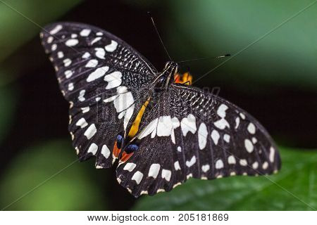 Exotic Butterfly Papilio Demoleus, The Citrus Swallowtail, Respe