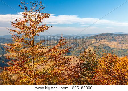 Trees In The Foreground Autumn Mountainous Landscape, Slovakia,