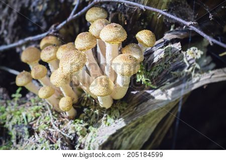 Group of young buttons of edible mushrooms from the Armillaria mellea complex known as Honey Fungus growing on a wood stump in autumn forest