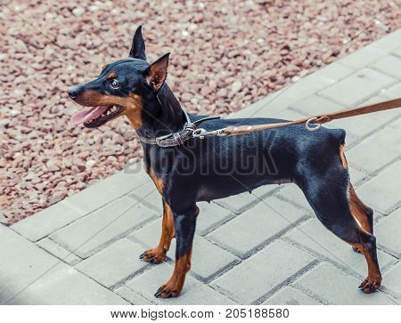 Zwergpinscher dog portrait close up, view from side. Black miniature pinscher Zwergpinscher, min pin standing. Playful pet outdoors.