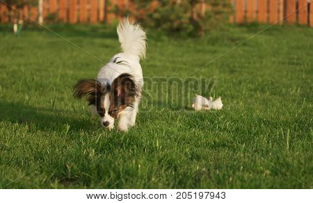 Beautiful young male dog Continental Toy Spaniel Papillon on a green lawn