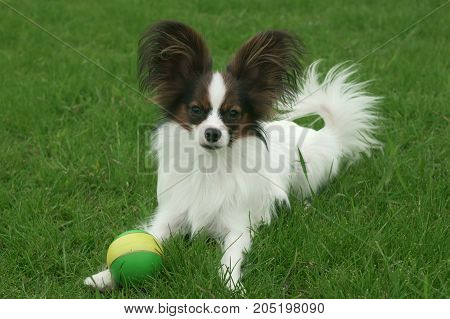 Beautiful young male dog Continental Toy Spaniel Papillon with ball on a green lawn