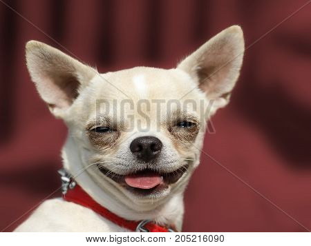 Dog Chihuahua Head Portrait - Short-haired