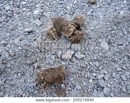 Faeces - wolf , faeces in the forest