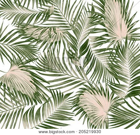 Green leaves of palm tree on white background