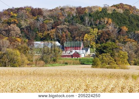 Autumn rural landscape with typical Wisconsin red barn and farm buildings on a colorful forest background and ripe corn fiery on a blurry foreground. Midwest USA.