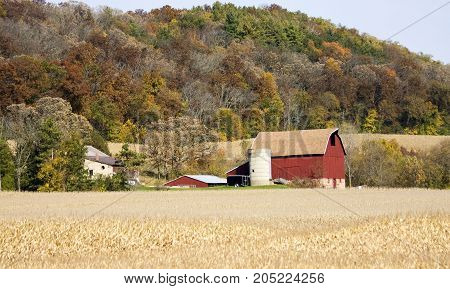 Autumn rural landscape with typical Wisconsin red barn and farm buildings on a colorful forest background and ripe corn fiery on a blurry foreground. Midwest USA.